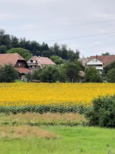 Début à Liebistorf