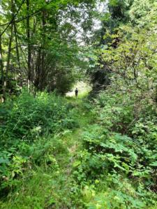 Berleidwald un peu avant Ulmitz.