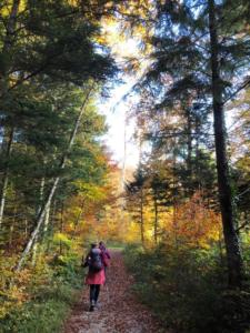 suivi de la forêt de 
