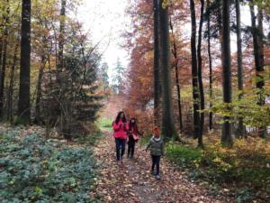 Bois de la Faye
