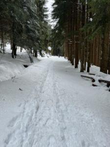 dans la forêt