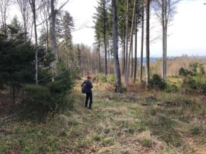 Traversée de la forêt Chünizbergwald