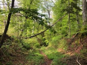 Bois de la Pala, La Crêta