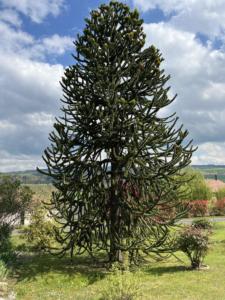 Un beau spécimen d'Araucaria
