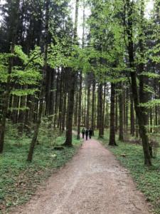 dans la forêt