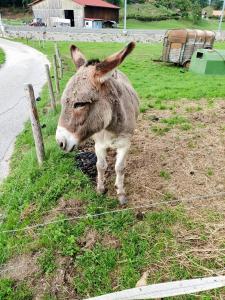 Et à la ferme Le Pas, enfin le copain!