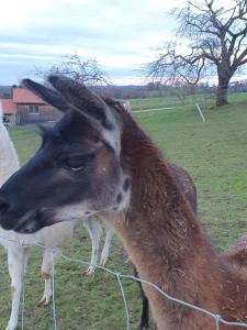 Le copain - Lama?