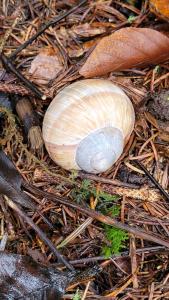 et bien pour les escargots.