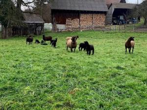 et ses moutons!