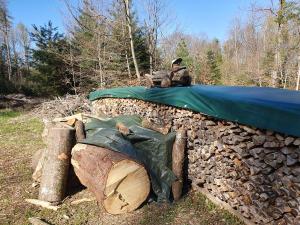 Dans la forêt près de l'arrivée.