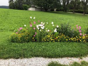 Jolies fleurs vers le quartier de Montcalia,