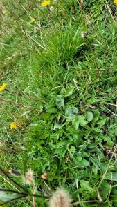 Beaucoup de vert!
