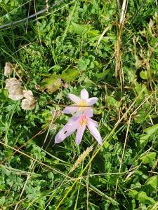 Colchiques .. dans les prés .. fleurissent