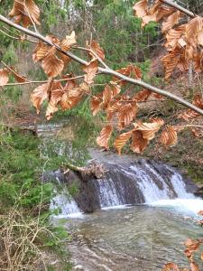 Le long du ruisseau