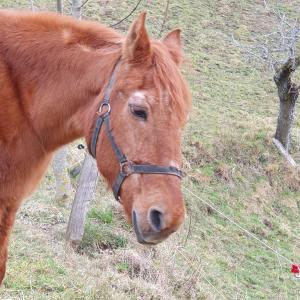 Un beau copin vers Allmend