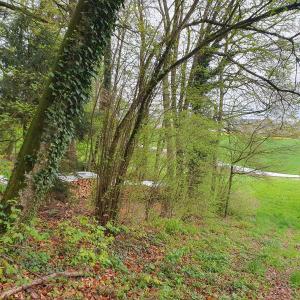 la forêt Prodega