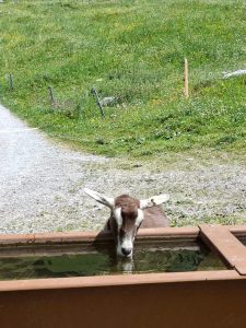 De Riggisalp, une copine..