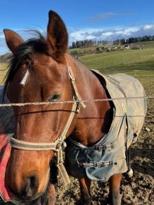 Le copain