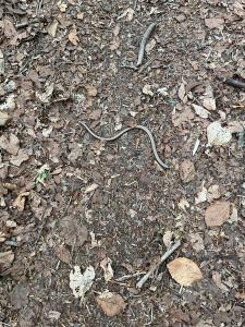 Et un orvet de plus dans la forêt de Grossholz (Kleingurmels)