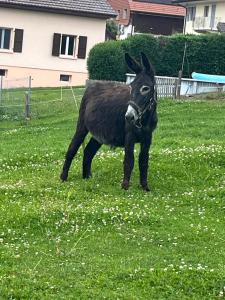 et un copain!