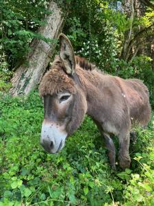 le copain