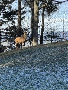Magnifique spécimen sur les hauts de Broc avant la descente dans la forêt.