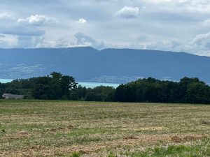 dans les champs
