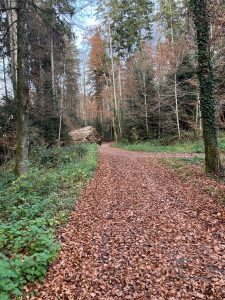 Dans le bois Cornard et