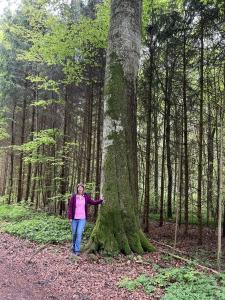 dans la forêt cantonale de Belfaux (voir sous "Articles récents" : les arbres spectaculaires du canton.)