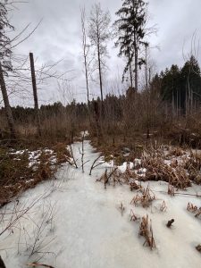 et le marais de Naudry dans la forêt de la Gotta