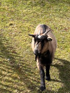 Un copain bien heureux
