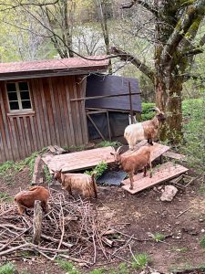 Passage champêtre avant