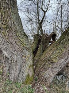 Un bel arbre