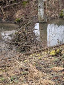  des Castors sur l'affluent du Würibach