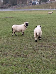 Buchen et ses moutons