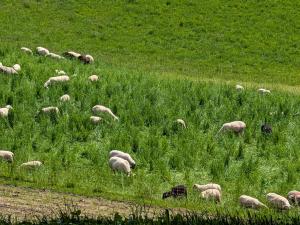 des moutons.