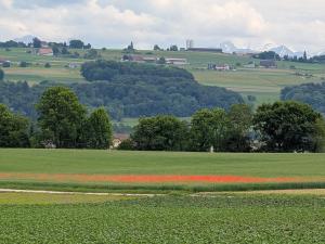 Les Coquelicots dans la plaine
