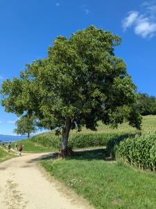 Avant la montée