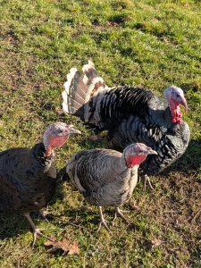 Réception par les copains à 