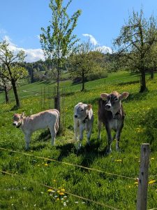 Voici déjà les copines