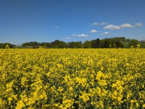 le retour dans les champs