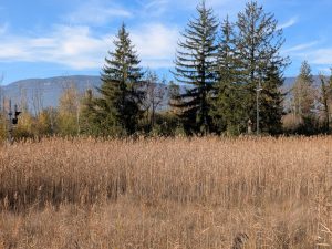 Les bords du lac de Neuchâtel