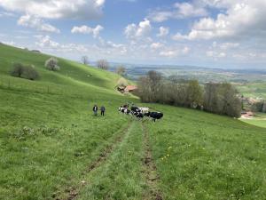 De Treyvaux parmi les vaches